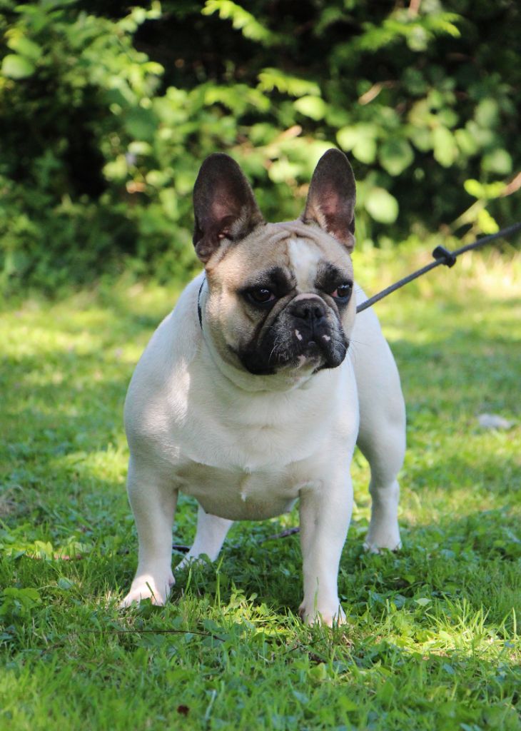 Un brin de folie De La Notte Di Cane