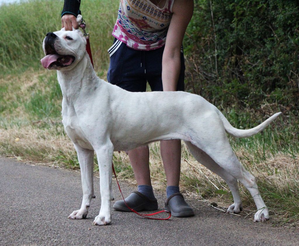 Puissante xéna De La Notte Di Cane