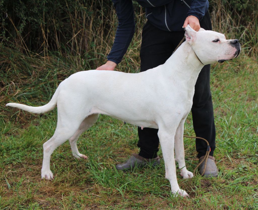 Puissante xéna De La Notte Di Cane