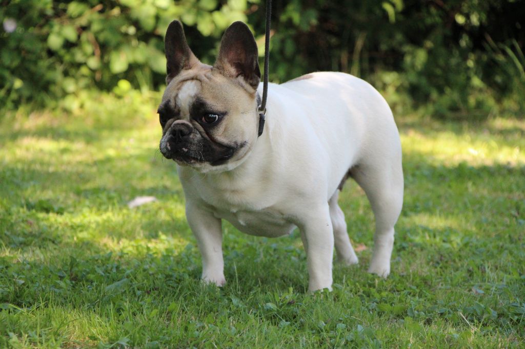 Un brin de folie De La Notte Di Cane