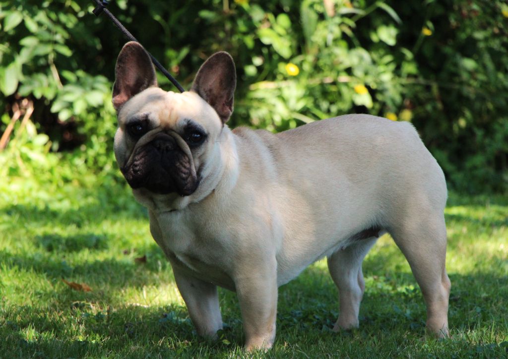 Une sublime edition De La Notte Di Cane