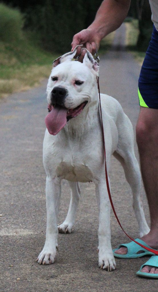 Puissante xéna De La Notte Di Cane