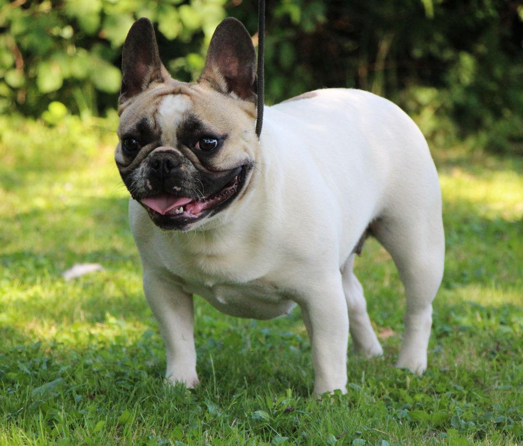 Un brin de folie De La Notte Di Cane