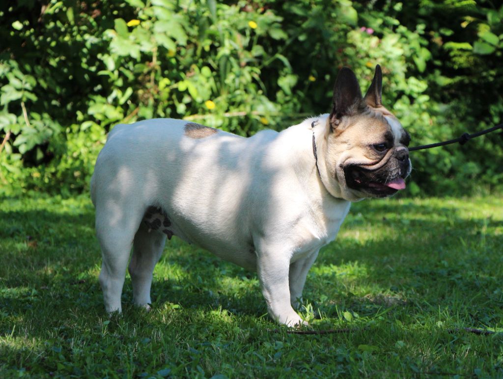 Un brin de folie De La Notte Di Cane