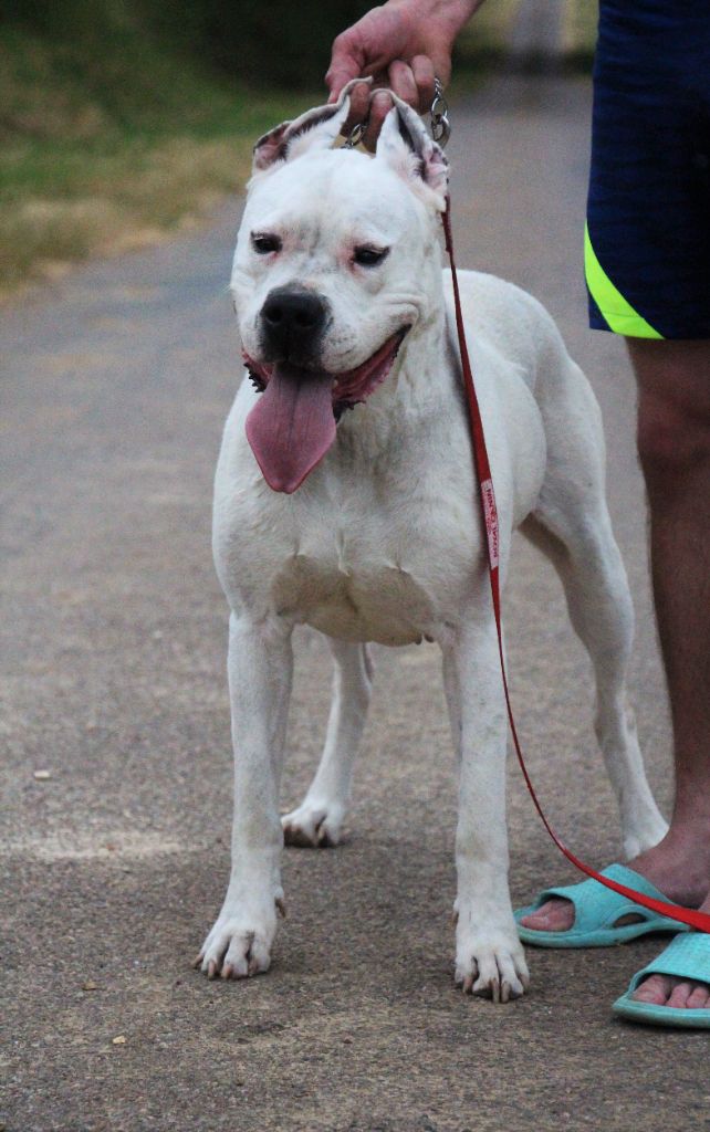 Puissante xéna De La Notte Di Cane