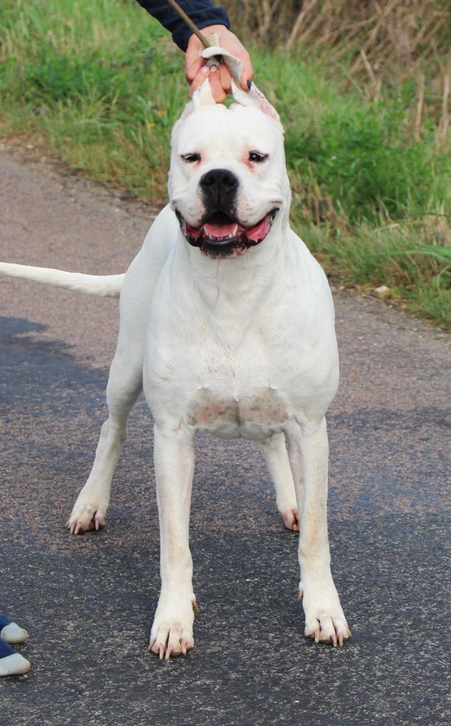 Puissante xéna De La Notte Di Cane