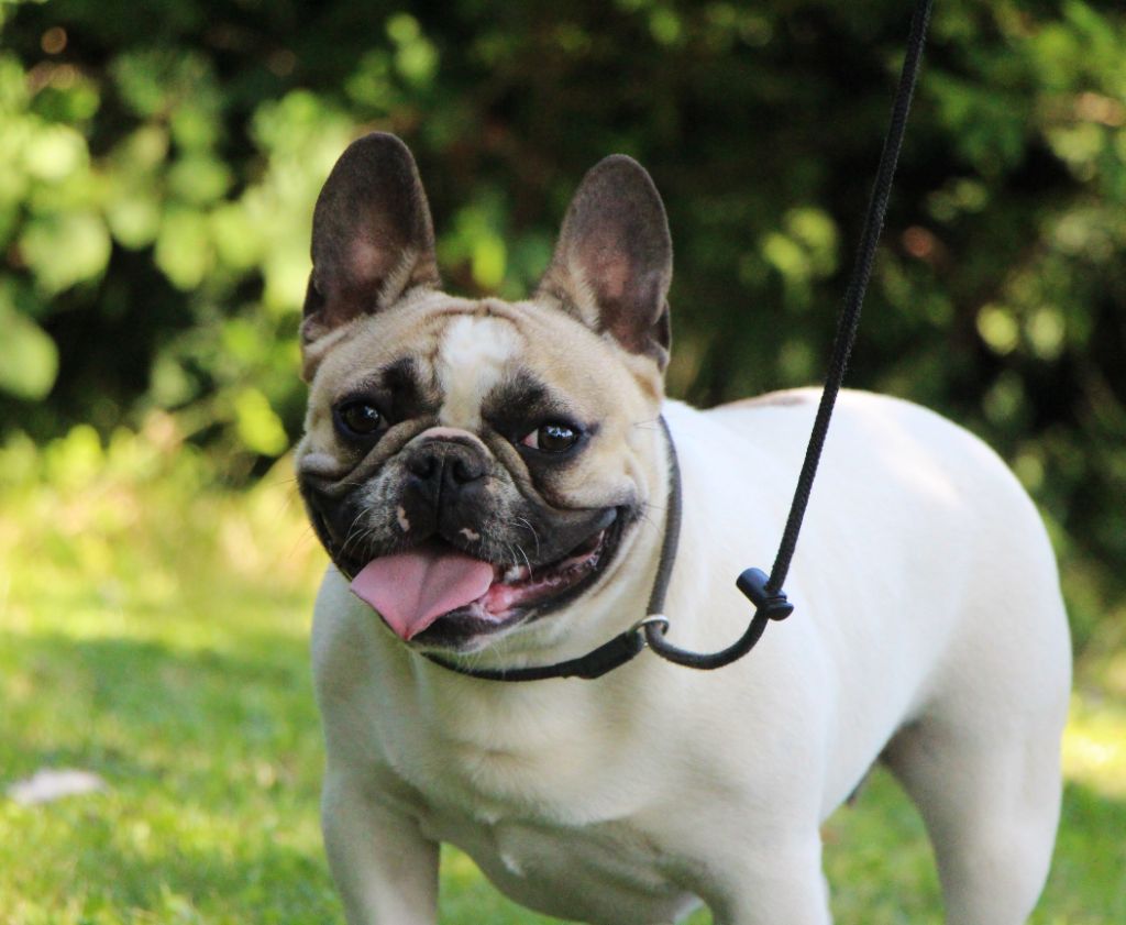 Un brin de folie De La Notte Di Cane