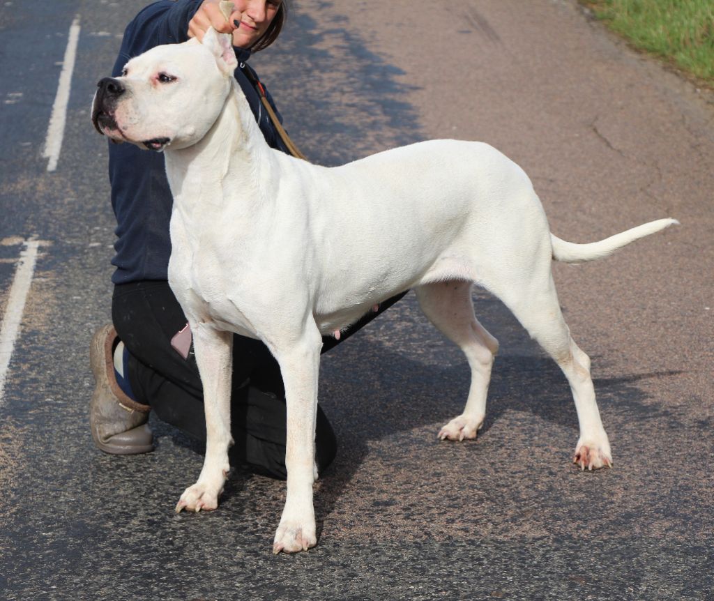 Puissante xéna De La Notte Di Cane