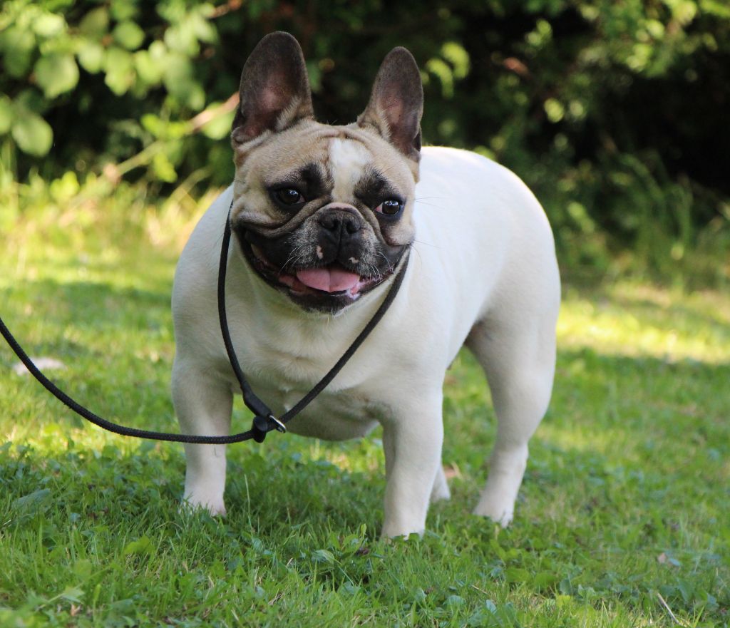 Un brin de folie De La Notte Di Cane