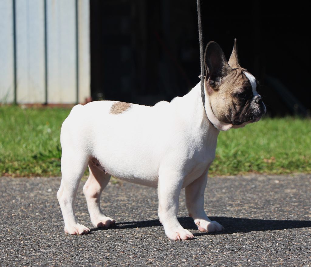 Un brin de folie De La Notte Di Cane