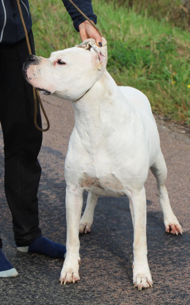 Puissante xéna De La Notte Di Cane