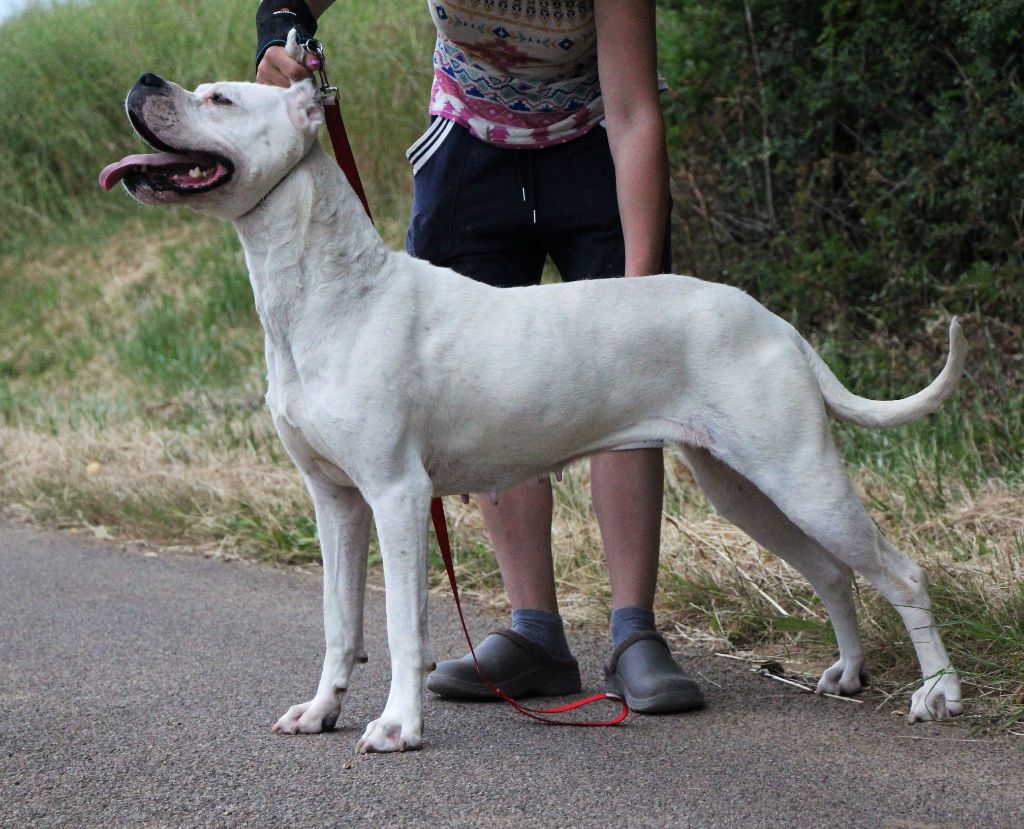 Puissante xéna De La Notte Di Cane