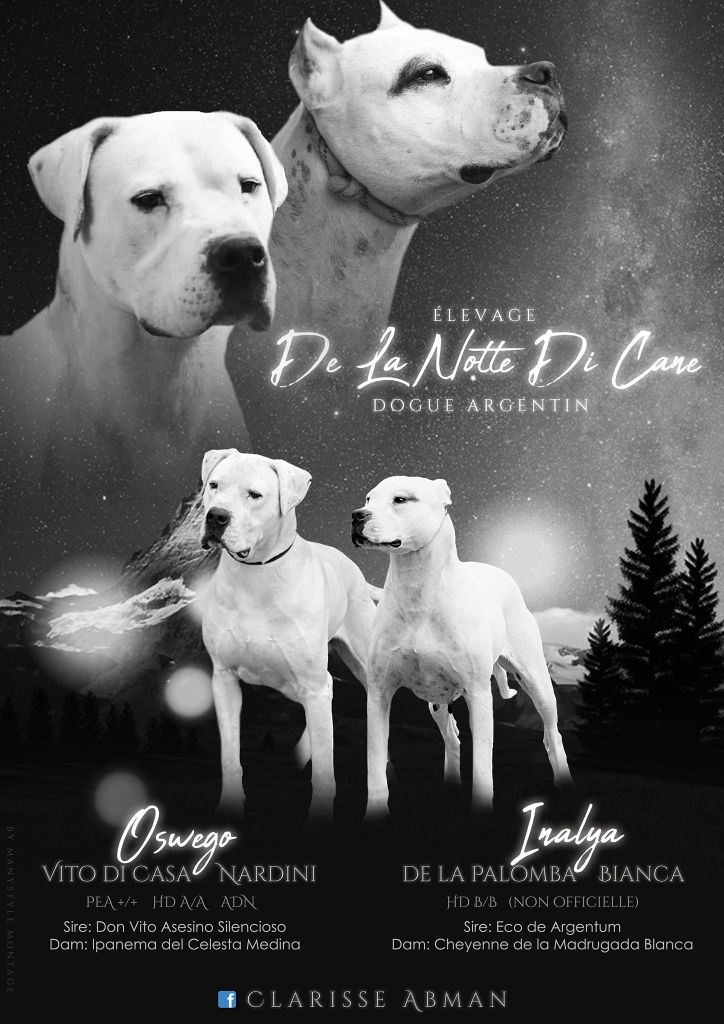 De La Notte Di Cane - Dogo Argentino - Portée née le 23/08/2020