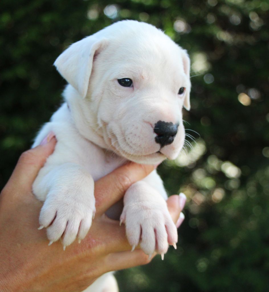 De La Notte Di Cane - Chiot disponible  - Dogo Argentino