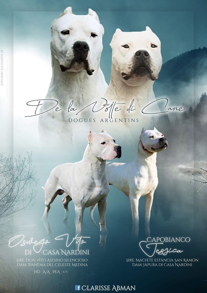 De La Notte Di Cane - Dogo Argentino - Portée née le 05/05/2020