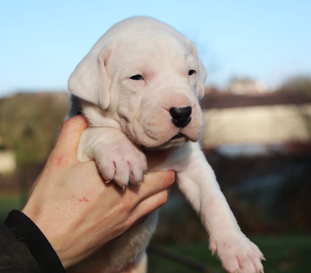 De La Notte Di Cane - Chiot disponible  - Dogo Argentino