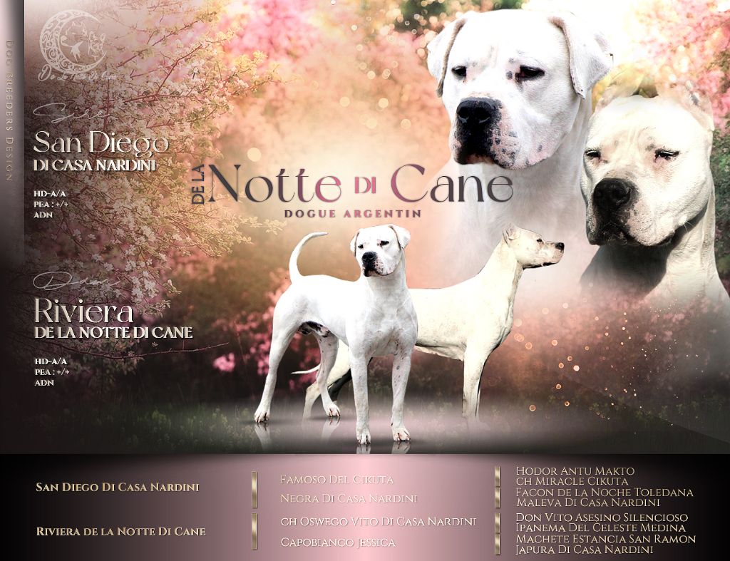 De La Notte Di Cane - Chiot disponible  - Dogo Argentino