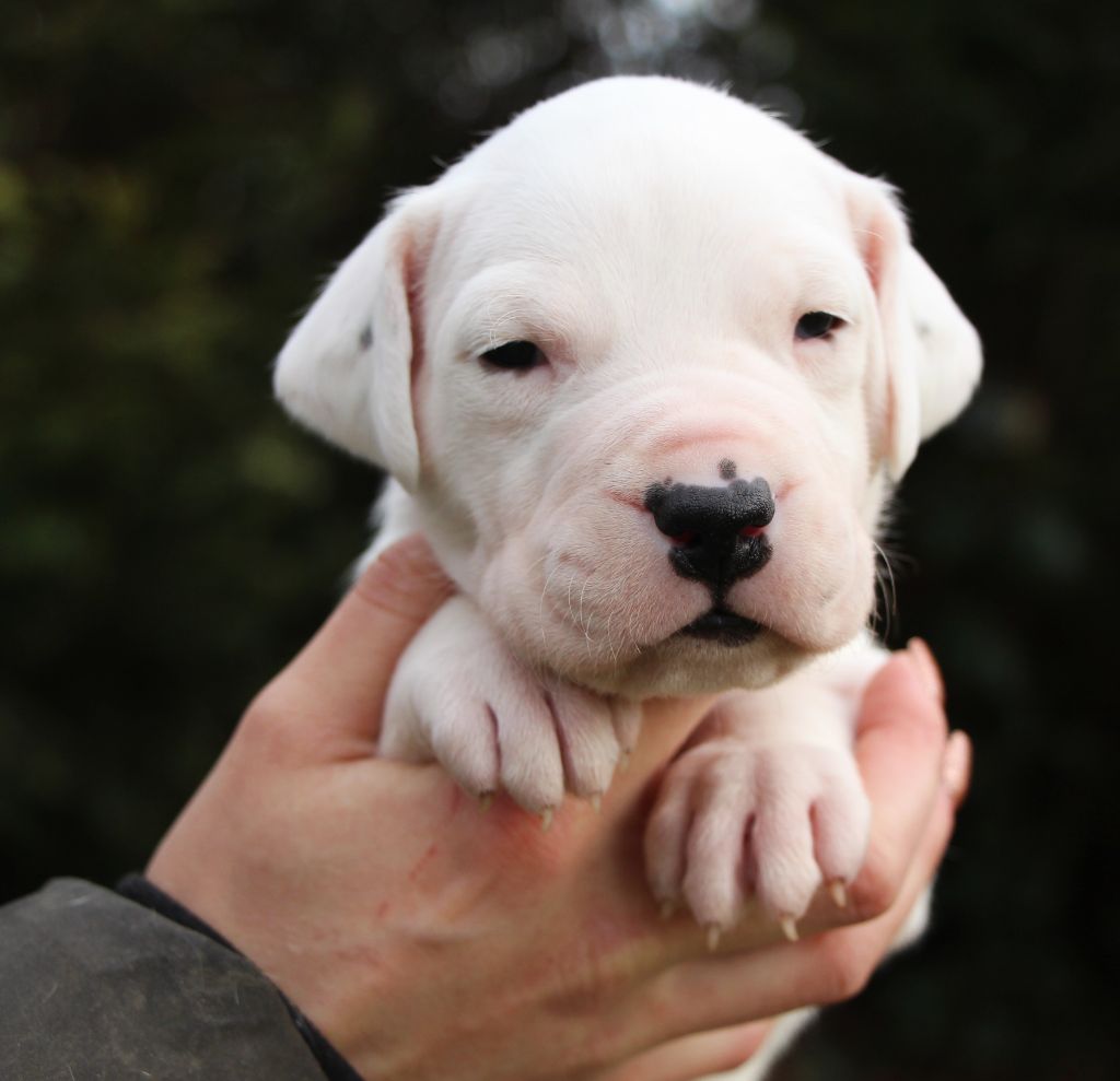 De La Notte Di Cane - Chiot disponible  - Dogo Argentino