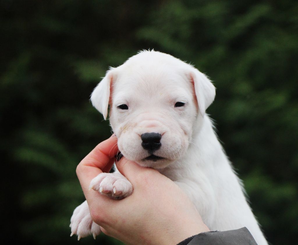 De La Notte Di Cane - Chiot disponible  - Dogo Argentino