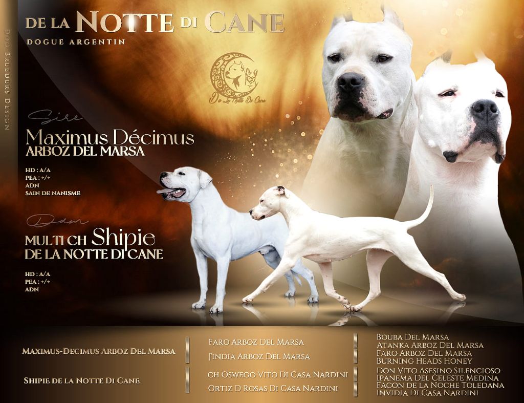 chiot Dogo Argentino De La Notte Di Cane