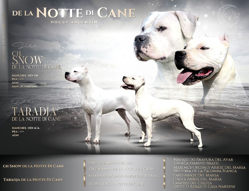 chiot Dogo Argentino De La Notte Di Cane