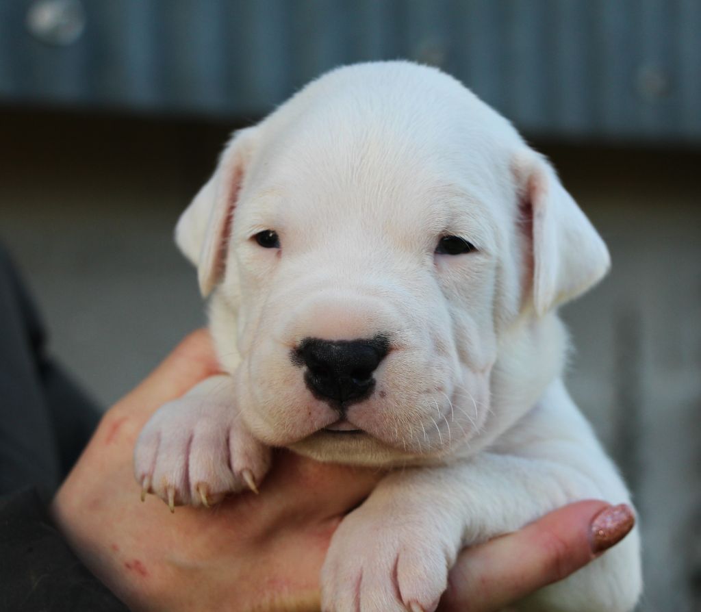 De La Notte Di Cane - Chiot disponible  - Dogo Argentino