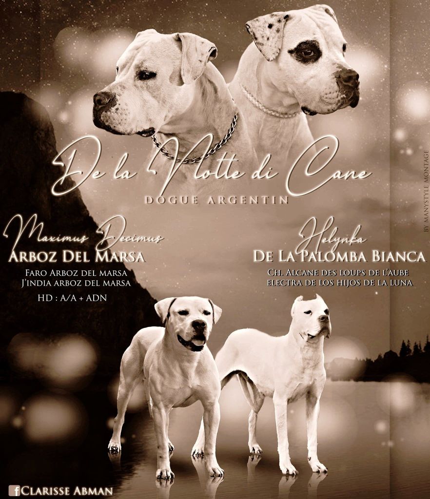 De La Notte Di Cane - Dogo Argentino - Portée née le 27/08/2020