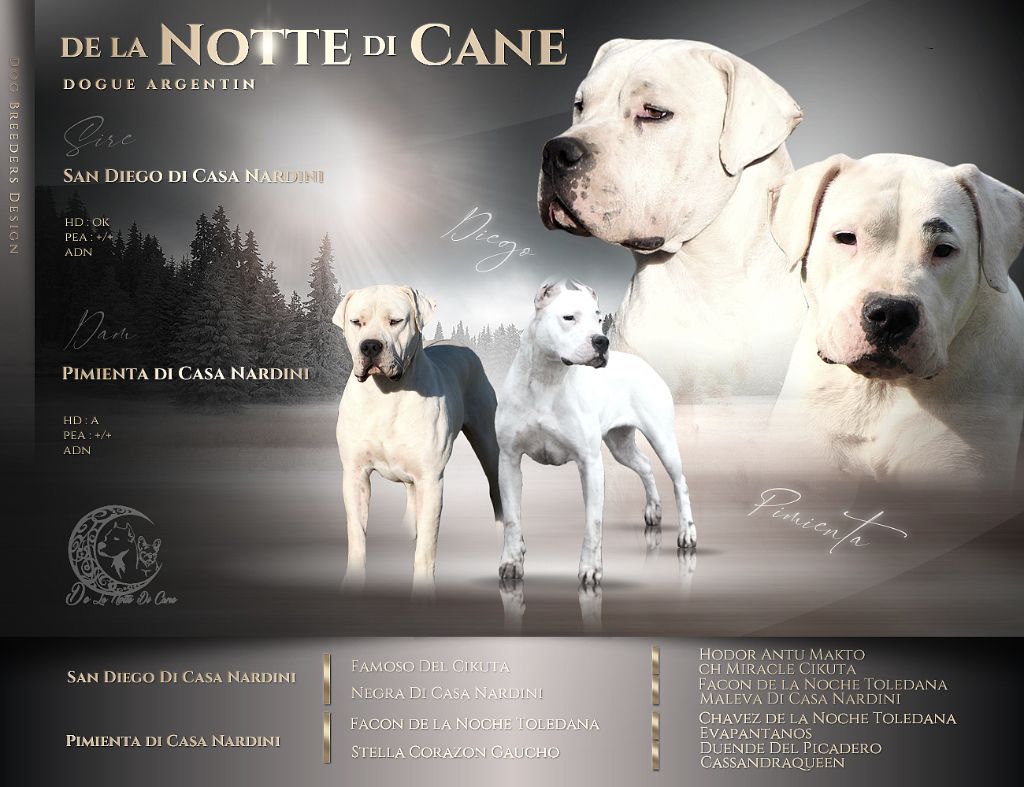 chiot Dogo Argentino De La Notte Di Cane