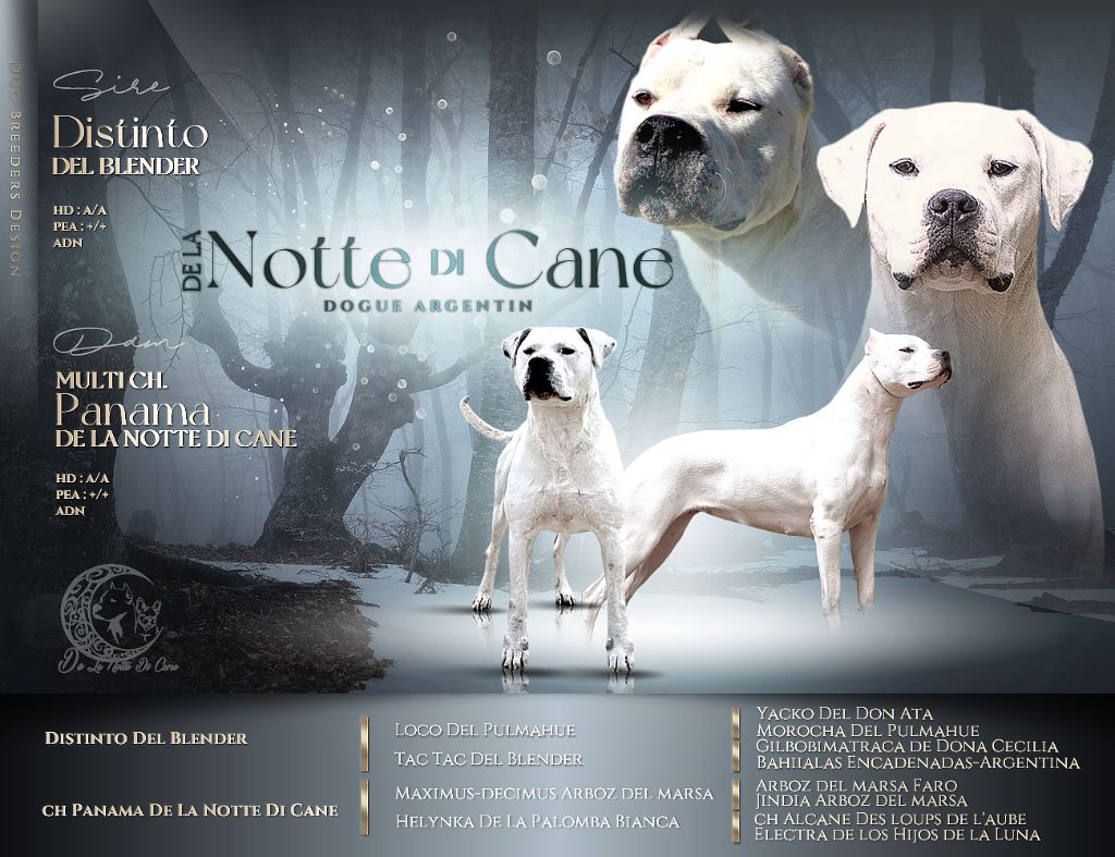 De La Notte Di Cane - Chiot disponible  - Dogo Argentino