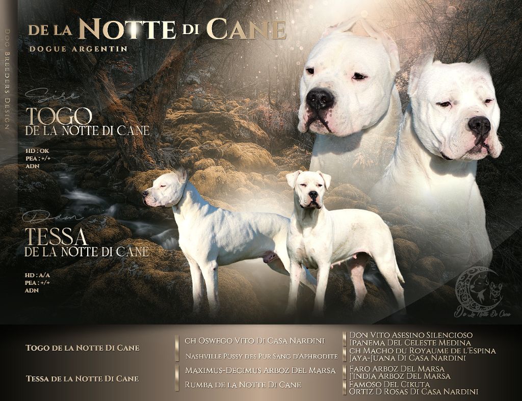 De La Notte Di Cane - Chiot disponible  - Dogo Argentino