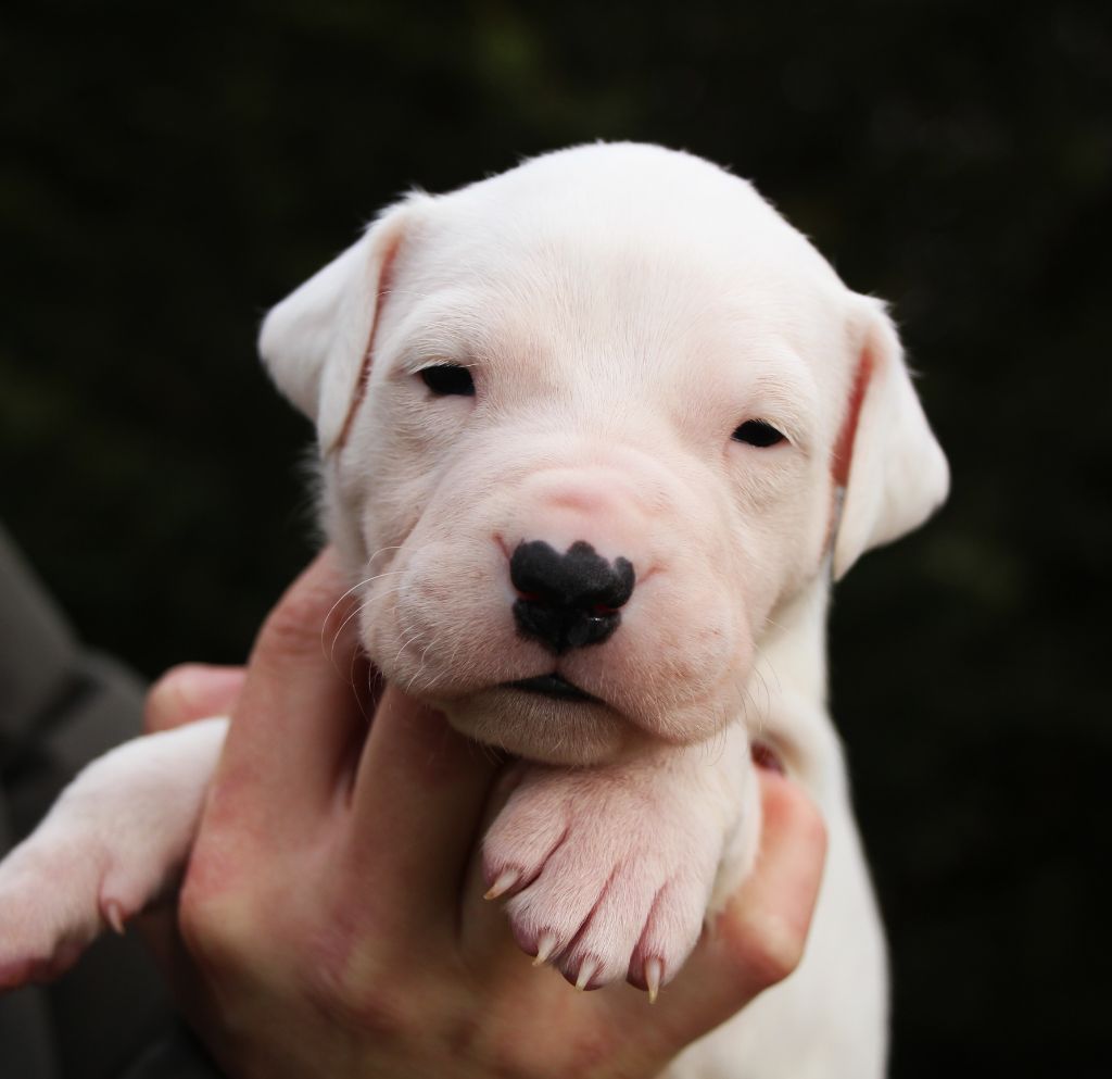 De La Notte Di Cane - Chiot disponible  - Dogo Argentino