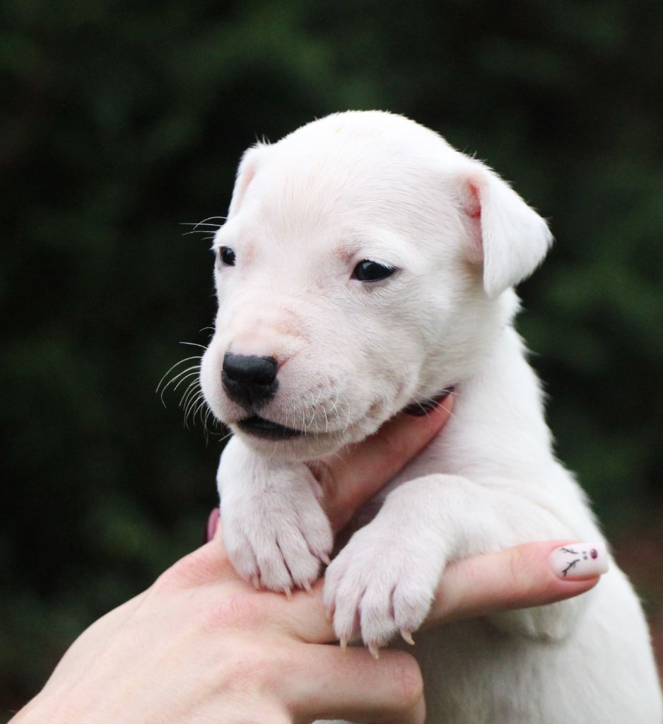 De La Notte Di Cane - Chiot disponible  - Dogo Argentino