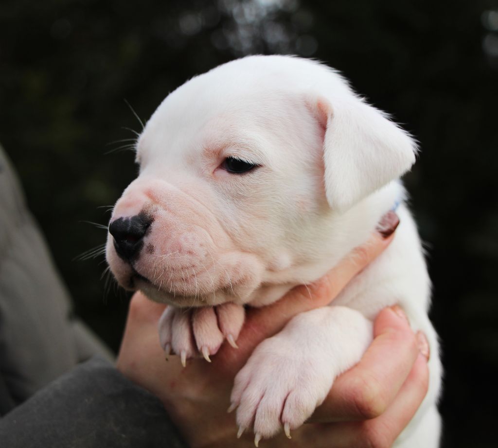 De La Notte Di Cane - Chiot disponible  - Dogo Argentino