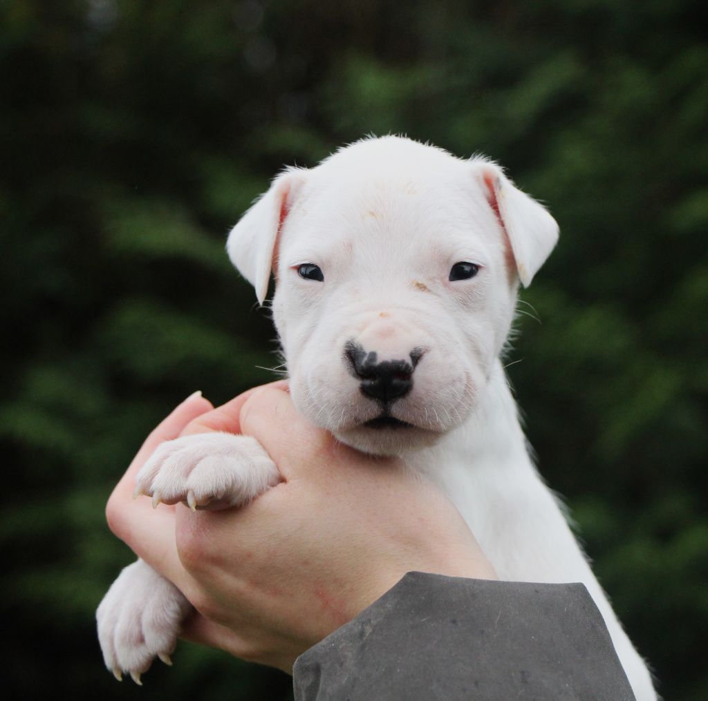 De La Notte Di Cane - Chiot disponible  - Dogo Argentino