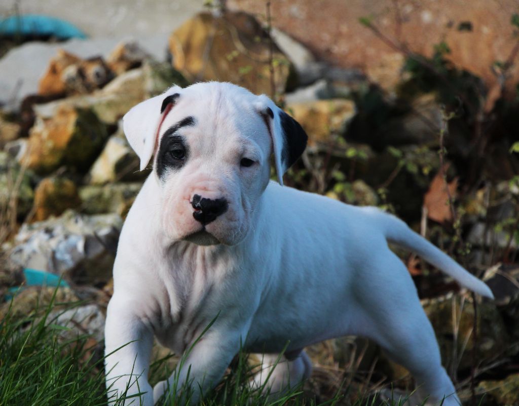 De La Notte Di Cane - Chiot disponible  - Dogo Argentino