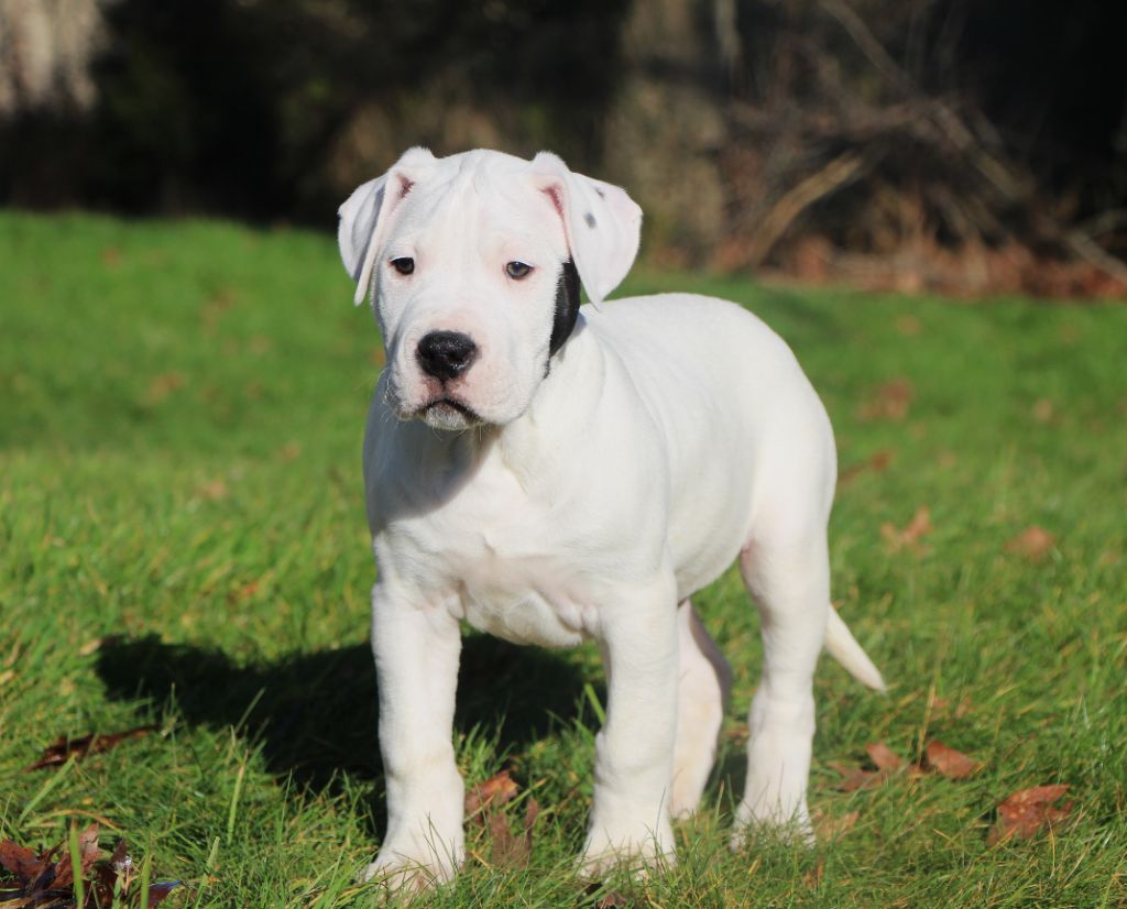 De La Notte Di Cane - Chiot disponible  - Dogo Argentino