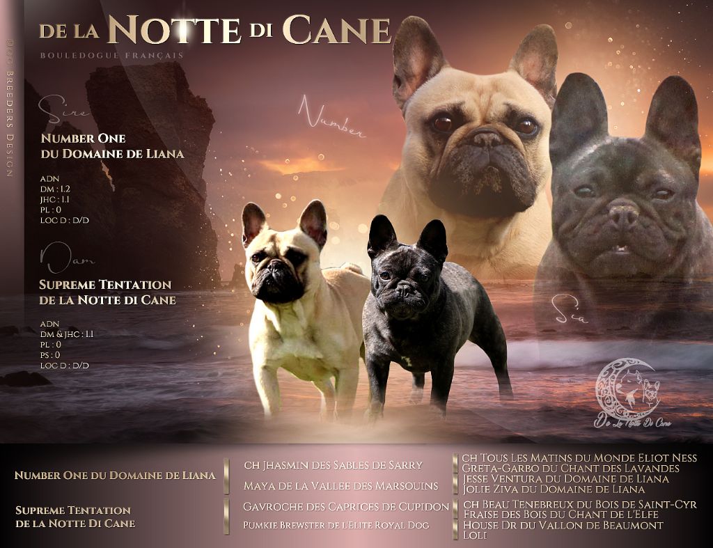 chiot Bouledogue français De La Notte Di Cane