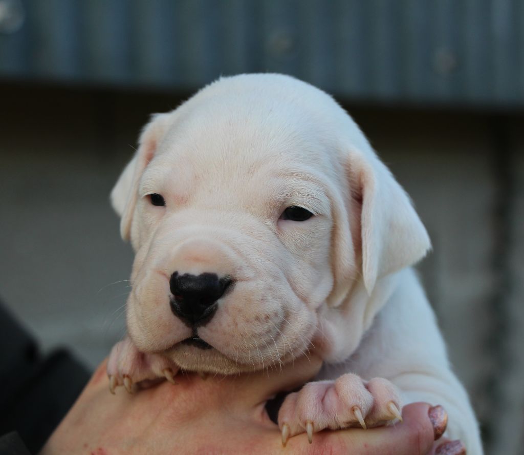 De La Notte Di Cane - Chiot disponible  - Dogo Argentino