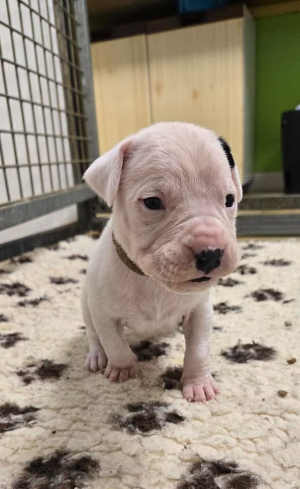 De La Notte Di Cane - Chiot disponible  - Dogo Argentino