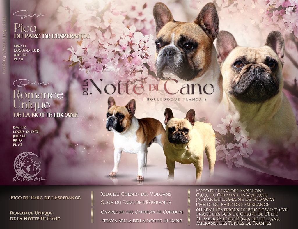 chiot Bouledogue français De La Notte Di Cane