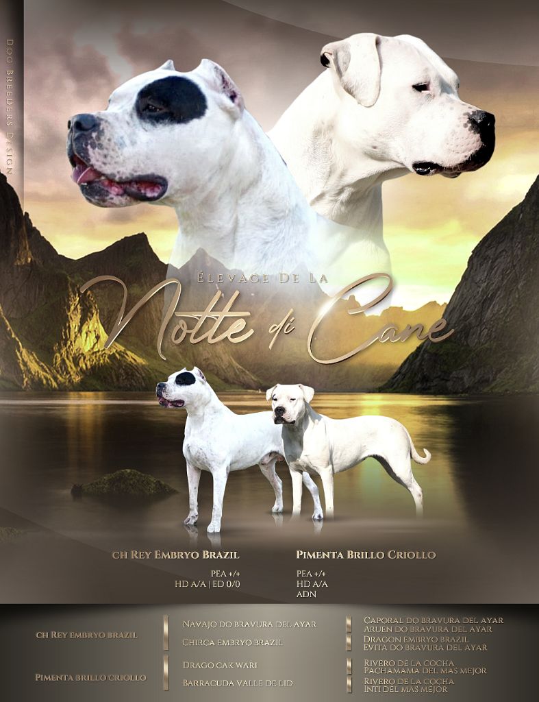 chiot Dogo Argentino De La Notte Di Cane