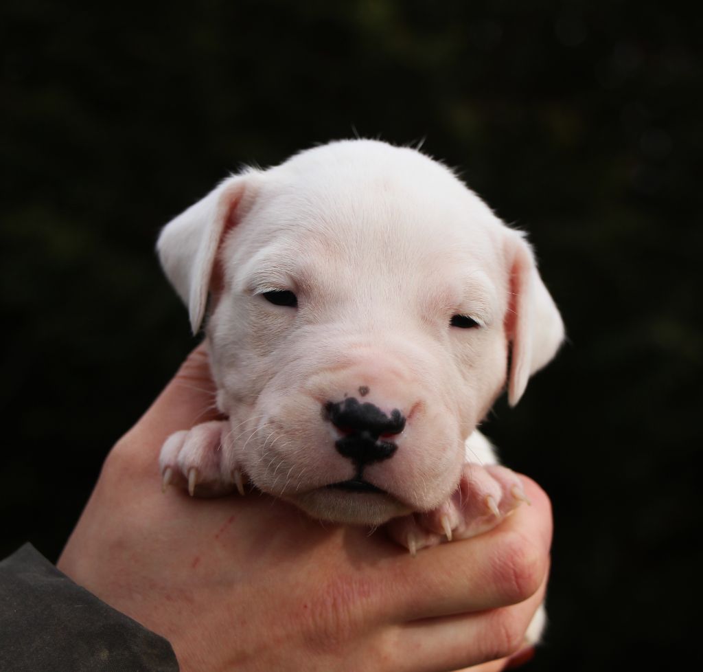 De La Notte Di Cane - Chiot disponible  - Dogo Argentino