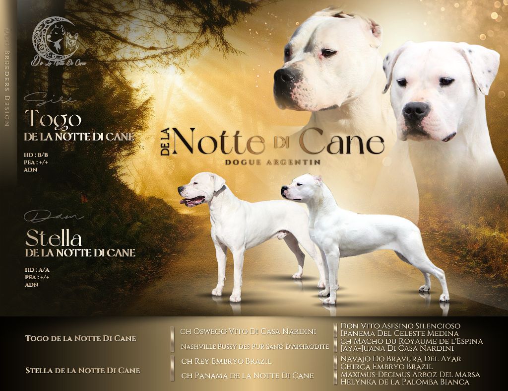 chiot Dogo Argentino De La Notte Di Cane