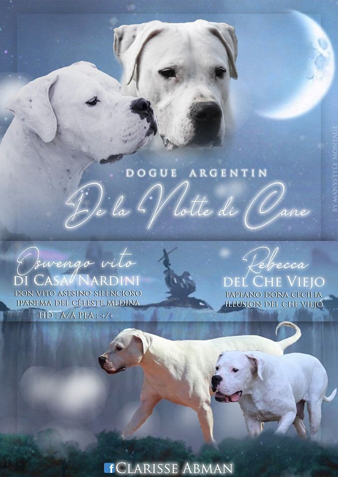 De La Notte Di Cane - Dogo Argentino - Portée née le 20/02/2020