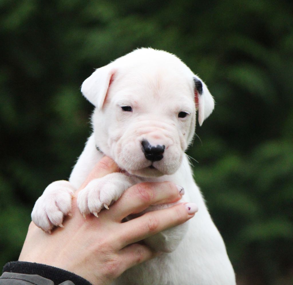 De La Notte Di Cane - Chiot disponible  - Dogo Argentino