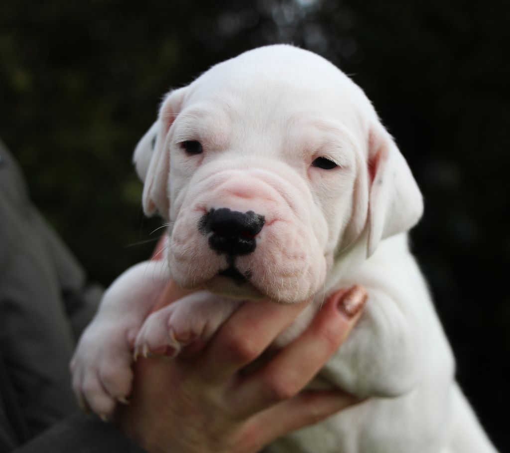 De La Notte Di Cane - Chiot disponible  - Dogo Argentino