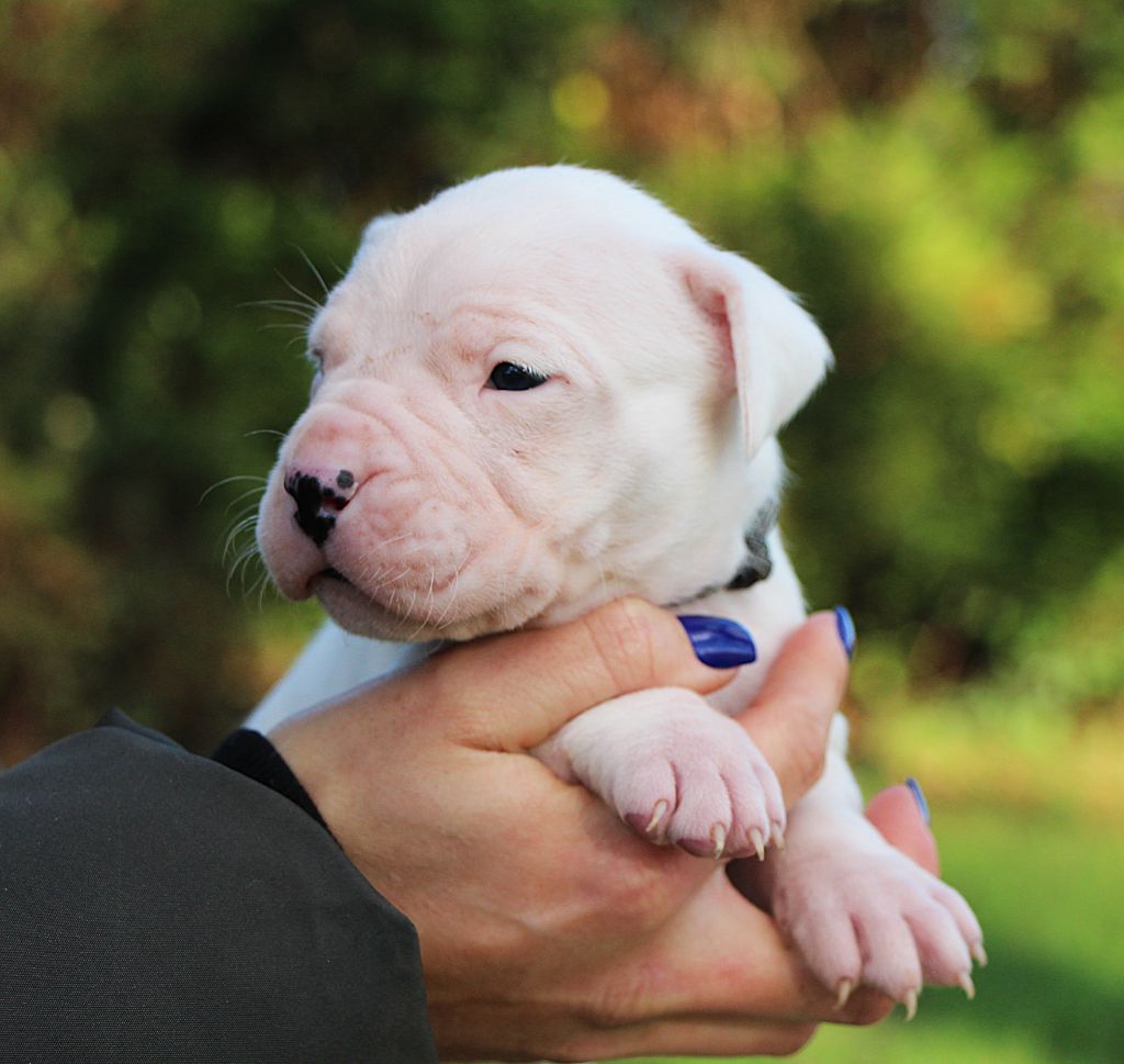 De La Notte Di Cane - Chiot disponible  - Dogo Argentino