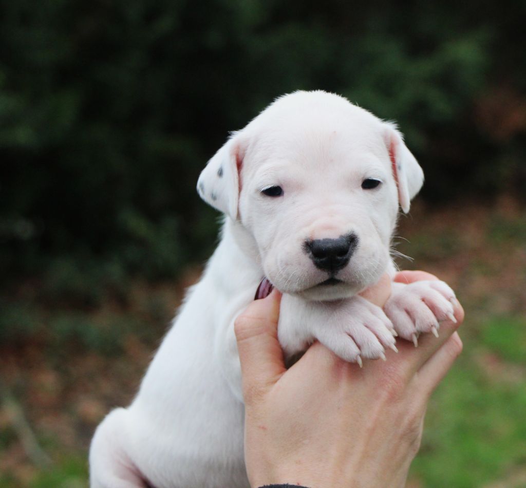 De La Notte Di Cane - Chiot disponible  - Dogo Argentino