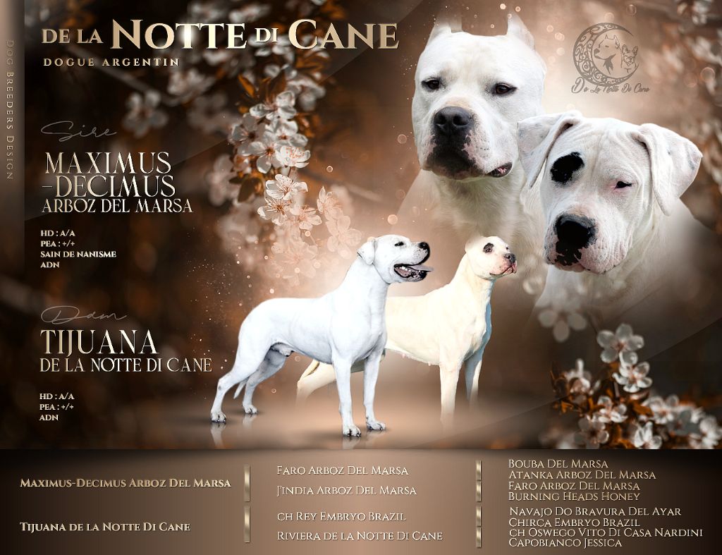 De La Notte Di Cane - Chiot disponible  - Dogo Argentino