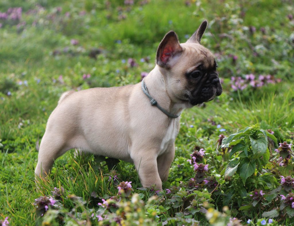 De La Notte Di Cane - Chiot disponible  - Bouledogue français